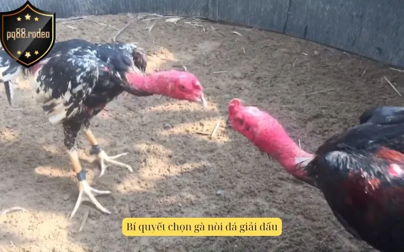 Bí quyết chọn gà nòi đá giải đấu