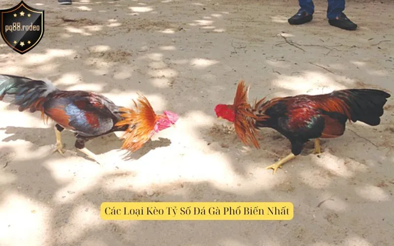 Các Loại Kèo Tỷ Số Đá Gà Phổ Biến Nhất