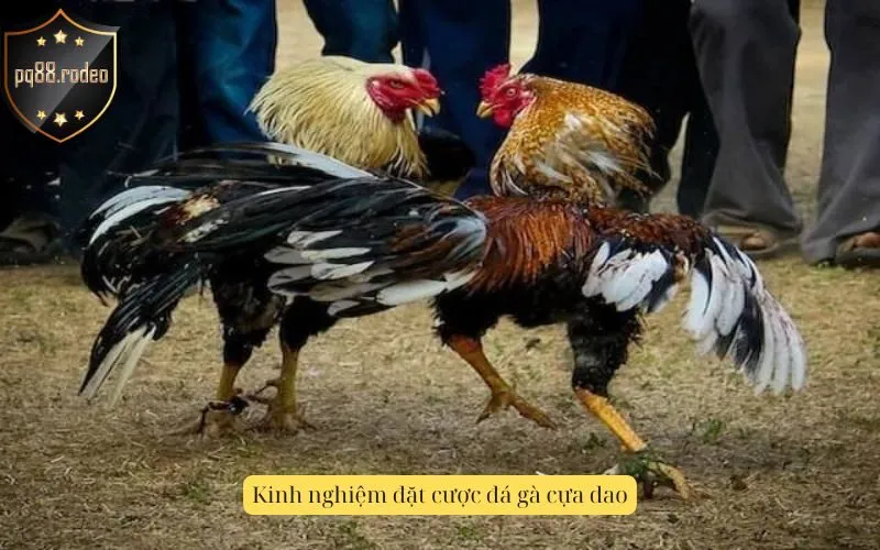 Kinh nghiệm đặt cược đá gà cựa dao