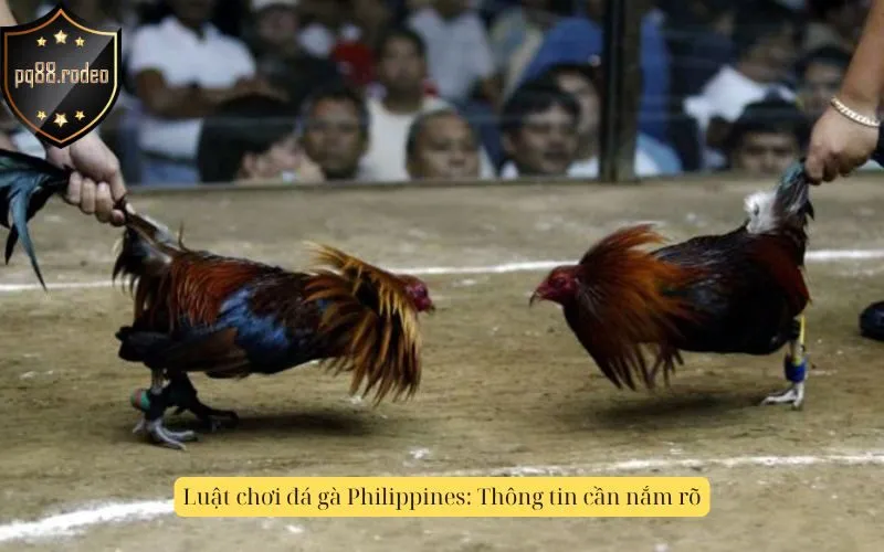 Luật chơi đá gà Philippines: Thông tin cần nắm rõ