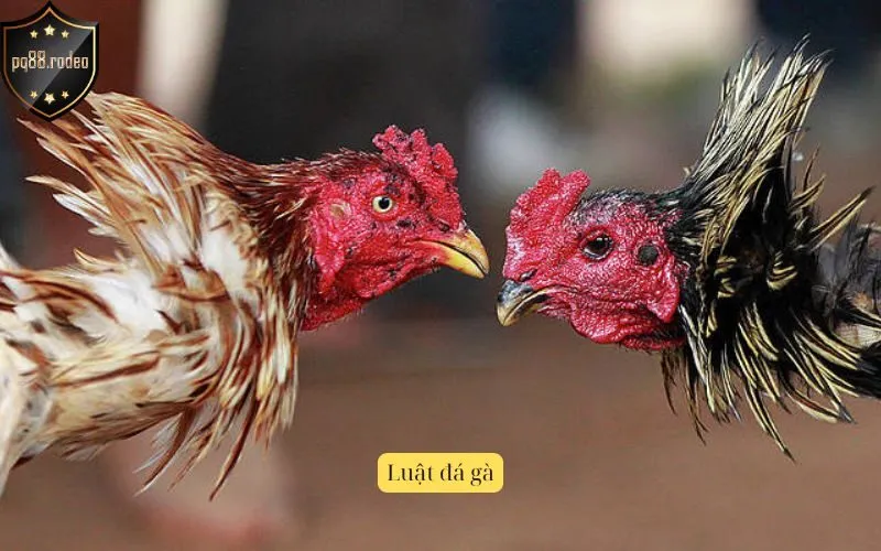 Luật đá gà
