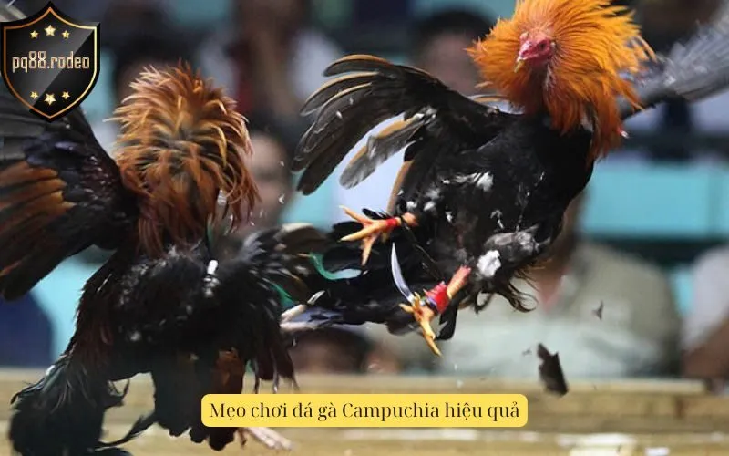 Mẹo chơi đá gà Campuchia hiệu quả