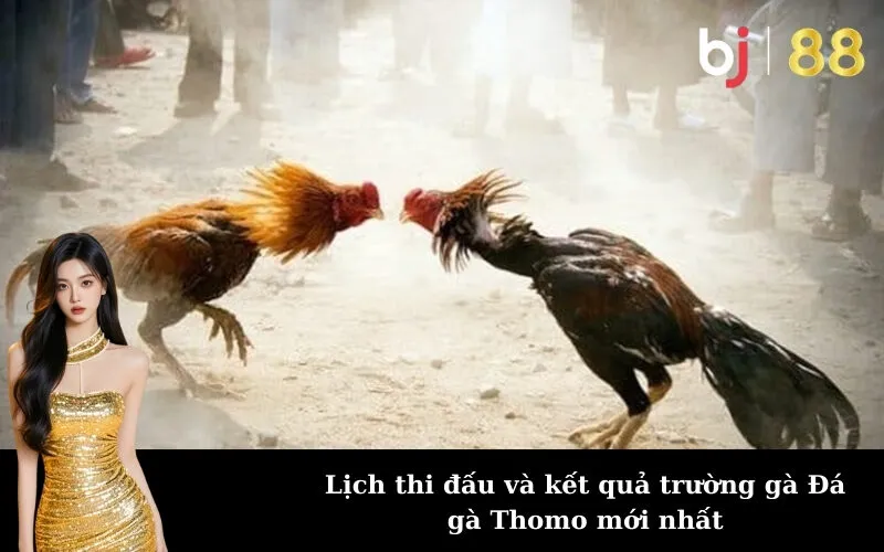 Lịch thi đấu và kết quả trường gà Đá gà Thomo mới nhất