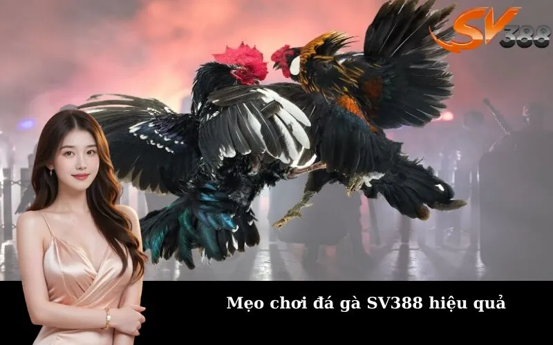 Mẹo chơi đá gà SV388 hiệu quả