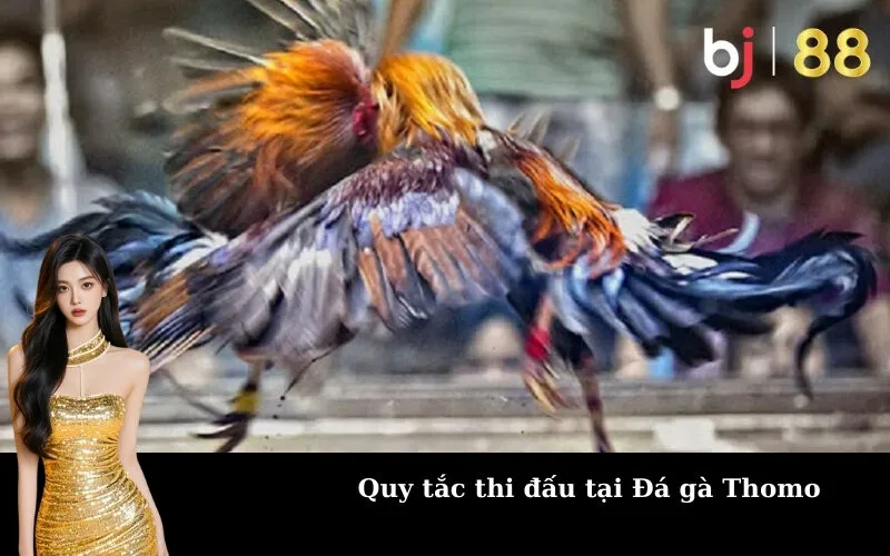 Quy tắc thi đấu tại Đá gà Thomo